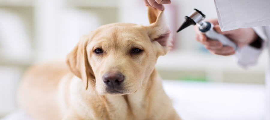 The Importance of Regular Vet Checkups for Your Dog: A Guide to Health